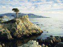 The Lone Cypress Tree on the Coast, Carmel, California, USA-Michael Howell-Framed Photographic Print