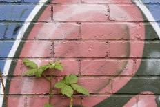 Groundsel (Senecio Sp) Growing Out of Brick Wall Covered in Colourful Graffiti, Bristol, UK-Michael Hutchinson-Photographic Print