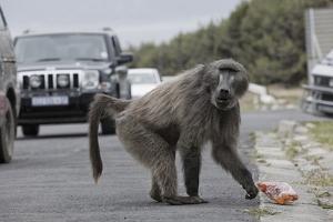 Chacma Baboon (Papio Cynocephalus Ursinus) Eating Food Raided from Car by Michael Hutchinson