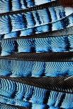 Feral Pigeon - Rock Dove (Columba Livia) Perched-Michael Hutchinson-Photographic Print