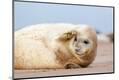Premium Photographic Print