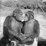 Two Chimpanzees Hugging-Michael J. Ackerman-Premium Photographic Print