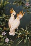 Salmon Crested Cockatoos-Michael Jackson-Giclee Print