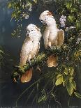 Buffons Macaws-Michael Jackson-Giclee Print