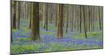 Premium Photographic Print