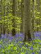 Premium Photographic Print