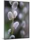 Premium Photographic Print