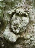 forest spirit, tree face in old beech, Urwald Sababurg, Reinhardswald, Hessia, Germany-Michael Jaeschke-Photographic Print
