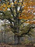 forest spirit, tree face in old beech, Urwald Sababurg, Reinhardswald, Hessia, Germany-Michael Jaeschke-Photographic Print