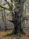 Old beeches in the Urwald Sababurg, Reinhardswald, Hessia, Germany-Michael Jaeschke-Photographic Print