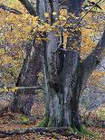 forest spirit, tree face in old beech, Urwald Sababurg, Reinhardswald, Hessia, Germany-Michael Jaeschke-Photographic Print