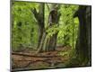 Photographic Print
