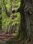 forest spirit, tree face in old beech, Urwald Sababurg, Reinhardswald, Hessia, Germany-Michael Jaeschke-Photographic Print