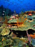 Coral Plates, La Sorciere, Soufriere Bay, Soufriere, Dominica-Michael Lawrence-Premier Image Canvas