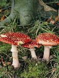 Fly Agaric Mushrooms In Wood-Michael Marten-Photographic Print