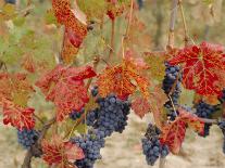 Close-up of Malvasia Grapes in Vineyard Outside Frascati, Frascati, Lazio, Italy, Europe-Michael Newton-Photographic Print