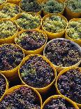 Close-up of Malvasia Grapes in Vineyard Outside Frascati, Frascati, Lazio, Italy, Europe-Michael Newton-Photographic Print
