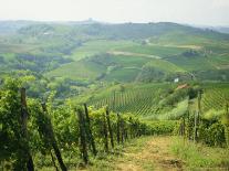 Typical Landscape of Vines in the Colli Piacentini, Piacenza, Emilia Romagna, Italy, Europe-Michael Newton-Photographic Print