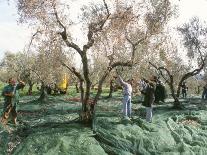 A Local Winemaker Pressing Her Grapes at the Cantina, Torano Nuovo, Abruzzi, Italy-Michael Newton-Photographic Print