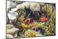 Photographic Print