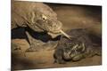Premium Photographic Print