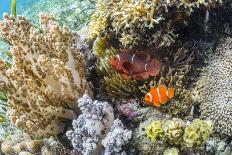 Adult spinecheek anemonefish , Sebayur Island, Komodo Nat'l Park, Flores Sea, Indonesia-Michael Nolan-Photographic Print