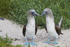 Blue-Footed Booby (Sula Nebouxii) Pair, North Seymour Island, Galapagos Islands, Ecuador-Michael Nolan-Photographic Print