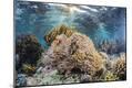 Photographic Print