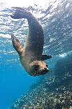 Galapagos Sea Lion (Zalophus Wollebaeki) Underwater, Champion Island, Galapagos Islands, Ecuador-Michael Nolan-Photographic Print