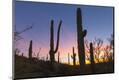 Photographic Print