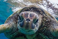 Green Sea Turtle (Chelonia Mydas) Underwater, Maui, Hawaii, United States of America, Pacific-Michael Nolan-Photographic Print