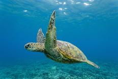 Green Sea Turtle (Chelonia Mydas) Underwater, Maui, Hawaii, United States of America, Pacific-Michael Nolan-Photographic Print