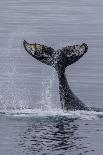 Humpback Whale (Megaptera Novaeangliae) Surface Display, Tail Throw, Useful Island, Antarctica-Michael Nolan-Photographic Print