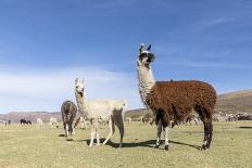 Sheep Waiting to Be Shorn at Long Island Sheep Farms, Outside Stanley, Falkland Islands-Michael Nolan-Photographic Print