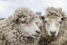 Sheep Waiting to Be Shorn at Long Island Sheep Farms, Outside Stanley, Falkland Islands-Michael Nolan-Photographic Print