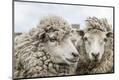 Premium Photographic Print