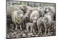 Photographic Print