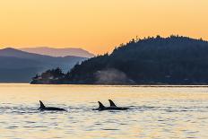 Transient Killer Whales (Orcinus Orca) Surfacing at Sunset-Michael Nolan-Photographic Print