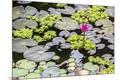 Premium Photographic Print