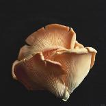 Mushrooms, Fresh Herbs & Kitchen String on Chopping Board-Michael Paul-Photographic Print