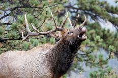 Bull Elk Cry-Michael Peak-Photographic Print