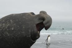 Bull Elephant Seal (Mirounga Sp) Portrait With Penguin Walking Along Beach-Michael Pitts-Framed Photographic Print