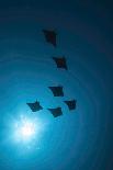 Devil Rays (Mobula Japonica) Viewed From Below, South Ari Atoll, Maldives-Michael Pitts-Photographic Print