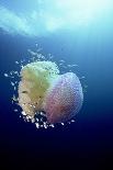 Jellyfish (Versuriga Anadyomene) With Fish Finding Protection Among Its Tentacles, Palau, Pacific-Michael Pitts-Photographic Print