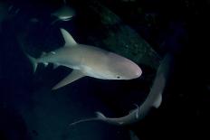 Reef Shark - Carcharhinius Perezii. on Wreck at Night. Bahamas. Caribbean-Michael Pitts-Photographic Print