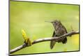 Premium Photographic Print