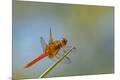 Premium Photographic Print