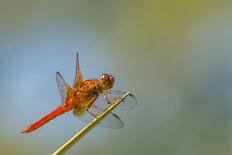 Flame Skimmer Dragonfly Perched and at Rest in La Mesa, California-Michael Qualls-Photographic Print