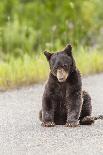 Glacier National Park, the Loser of Bear-Truck Collision on the Camas Road-Michael Qualls-Photographic Print