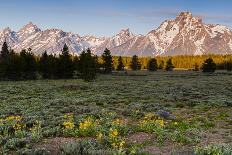 Morning in Pilgrim Creek Meadows, Grand Teton NP, Wyoming-Michael Qualls-Photographic Print